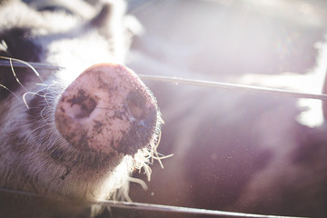 close up image of pigs on a rural farm in south africa