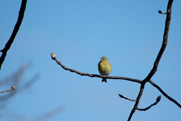 Obraz premium Goldfinch male close up in early spring