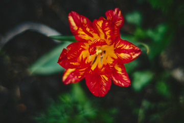 orange flower in the garden