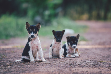 Cute lonely Small Dogs sitting on floor.