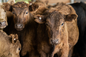 Beef cows and calfs grazing on grass in south west victoria, Australia. eating hay and silage....