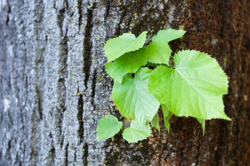 green leaves on a tree