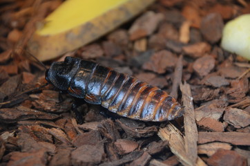 Madagascar hissing cockroaches (Gromphadorhina portentosa)