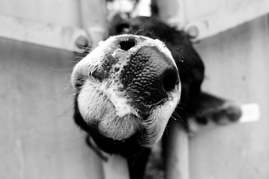 Calf restrained in cow chute for vaccinations on farm.