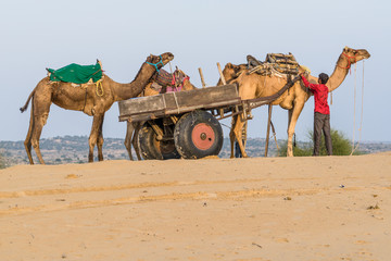 three camels with a wagon and a person standing in the thar desert, India. Part of a camel...
