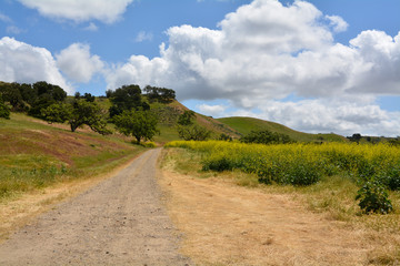 Dusty road through lush green area with short trees, a light blue sky, puffy clouds and golden flowers