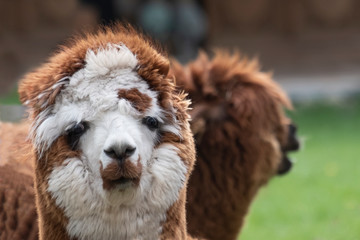 brown white Alpaca, in front of a brown alpaca. Selective focus on the head of the brown white alpaca, photo of head