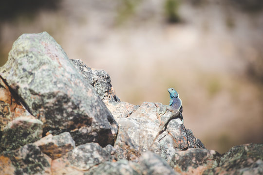 Close up image of a rock agama sitting on a rock in the Cederberg in South Africa