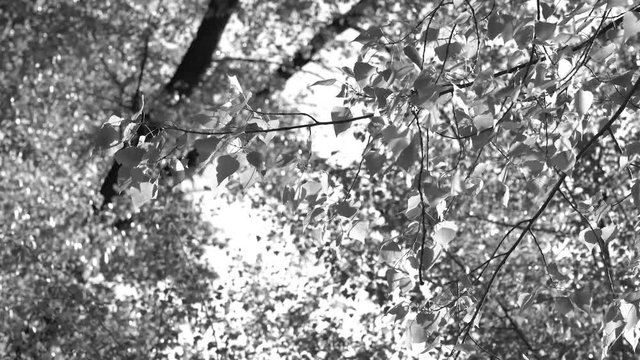 Black and white footage of beautiful spring fresh trees growing outside in forest in sunset soft light. Natural sunny video background. 