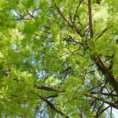green leaves and sky