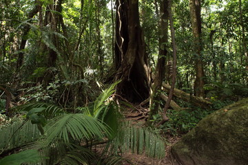 Fototapeta na wymiar tropical forest in Mossman Gorge centre, Queensland, Australia