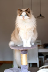 Gato Ragdoll macho de un año.