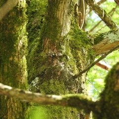 Obraz premium tree in the forest