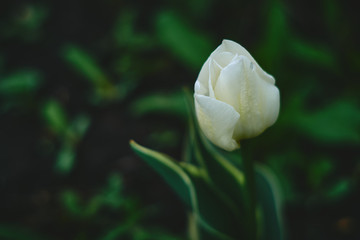 white tulip on a green background