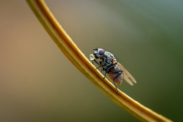 Nahaufnahme einer Fliege auf Halm mit Wasser Blase