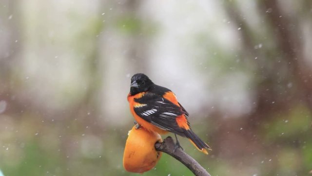 Baltimore Oriole male, Icterus galbula, enjoys an orange during May snowstorm in NJ
