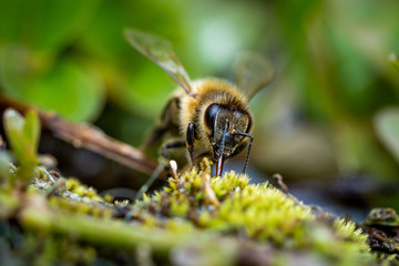 Nahaufnahme einer Biene  © Markus