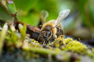 Nahaufnahme einer Biene  © Markus