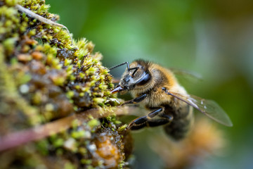 Nahaufnahme einer Biene  © Markus
