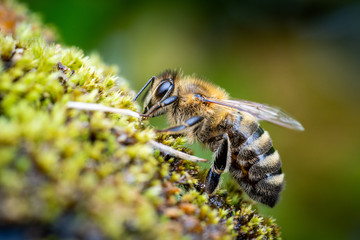 Nahaufnahme einer Biene 