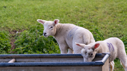 Young lambs drinking and feeding by a metal container