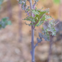 Shallow DOF caterpillar insect crawling on curled kale at raised bed garden in Dallas, Texas, USA