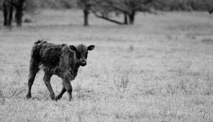 Black Angus calf walking through rural Texas field in black and white.  Baby cow on beef farm, agriculture concept.