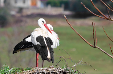 Pareja de cigüeñas blancas (Ciconia ciconia) en el nido.