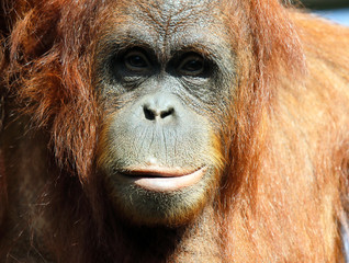 Orangután hembra mirando a la cámara.