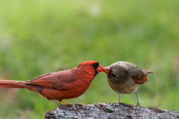 Northern Cardinal couple, Cardinalis cardinalis, perched on tree stump in late afternoon green grass background copy space