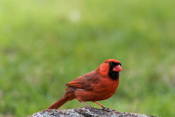 Fototapeta premium Northern Cardinal male, Cardinalis cardinalis, perched on tree stump in late afternoon green grass background copy space