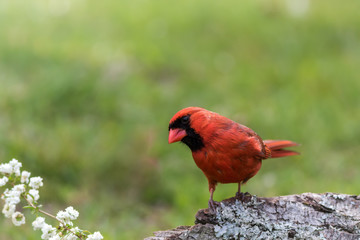 Northern Cardinal male, Cardinalis cardinalis, perched on tree stump in late afternoon green grass background copy space