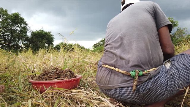 man in a finger millet field
