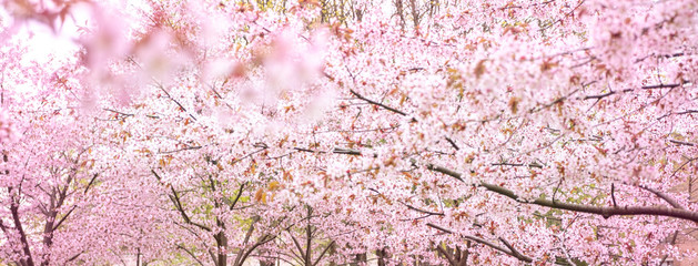 Fototapeta premium Branches of cherries, cherries, against a pink background