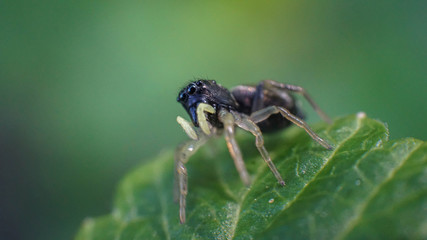 small and cute beautiful friendly spider with big eyes