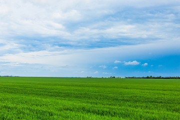 Obraz premium White clouds. Green field with blue sky.
