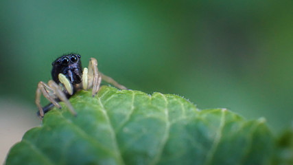 small and cute beautiful friendly spider with big eyes