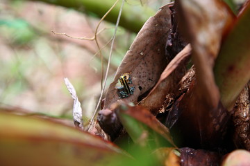 closeup of Wild little cute Poison dart frog sitting on leaf branch in amazon rainforest, Brazil
