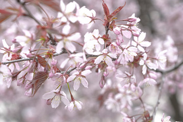 Fototapeta premium Branches of cherries, cherries, against a pink background