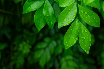 Fototapeta na wymiar Close up group of fresh green leaves of Andaman satinwood (Murraya paniculata) and clear droplets from raining with low light blur natural plants background. Selective focus and copy space