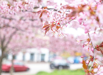 Branches of cherries, cherries, against a pink background