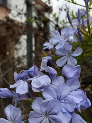 white lilac flowers