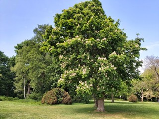 Chestnuts tree or Aesculus hippocastanum, in the park.