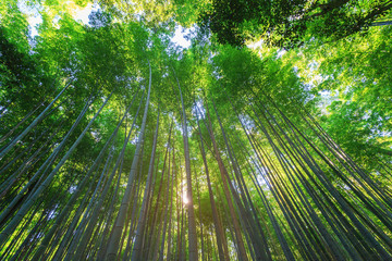 Fototapeta na wymiar Bamboo forest scenic view with sun ray beam at arashiyama, Kyoto, Japan