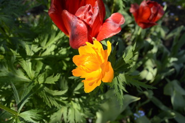 red and yellow fiowers