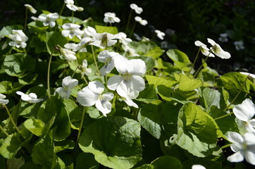 white flowers in the garden