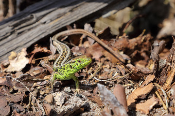 Naklejka na ściany i meble A simpotic green lizard sits in the dry rot of a fallen tree and basks in the sun.