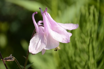 pink flower with dew drops