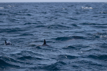 Fototapeta premium Beautiful Whales in Sri Lanka