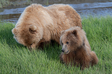 Coastal Brown Bear (Ursus arctos) family in Lake Clark NP, Alaska